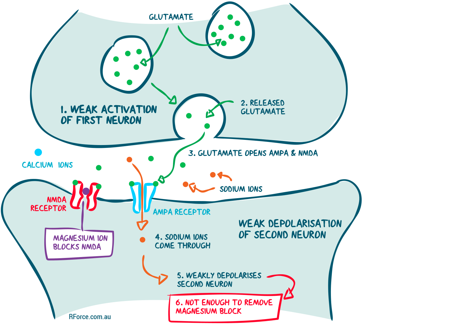 How Neuroplasticity Changes The Brain - Driven