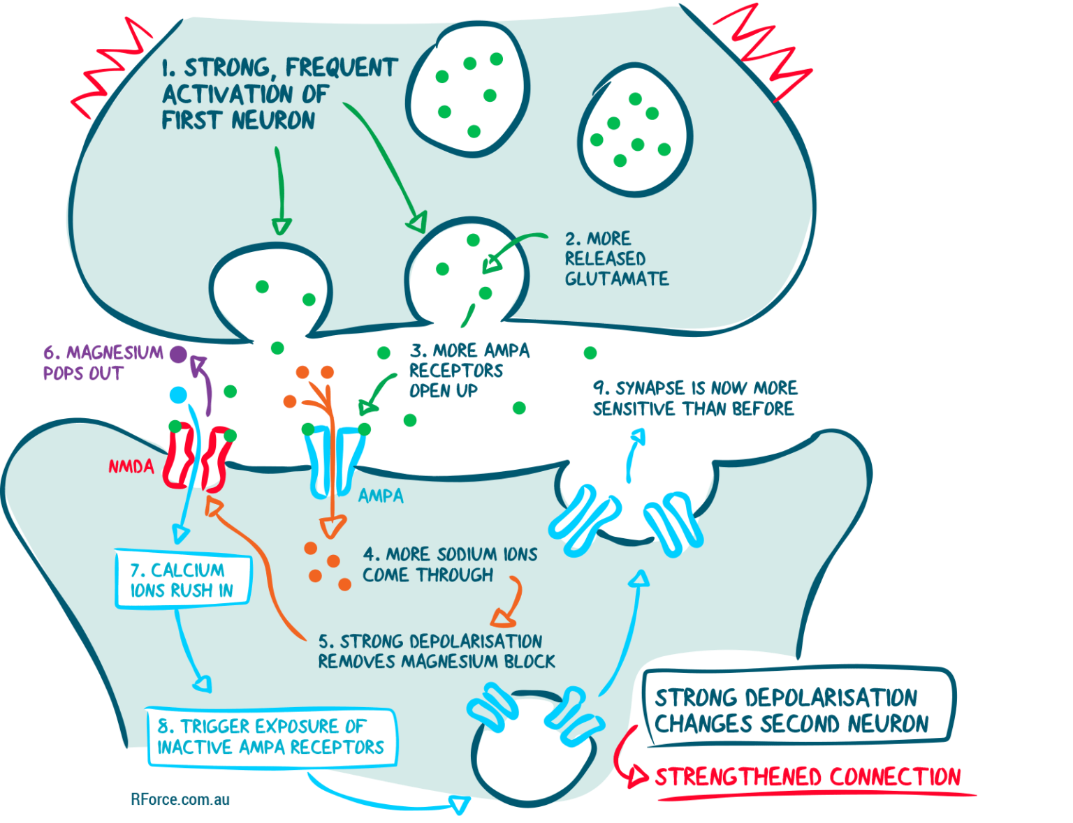 How Neuroplasticity Changes The Brain - Driven