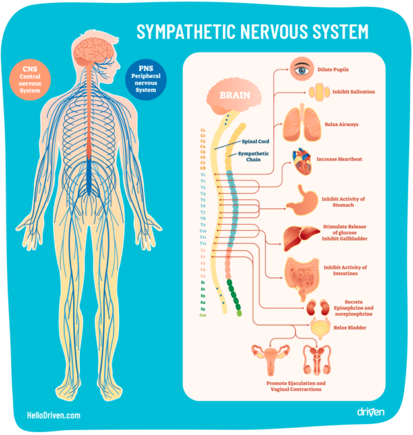 3 Ways To Regulate Norepinephrine - Driven