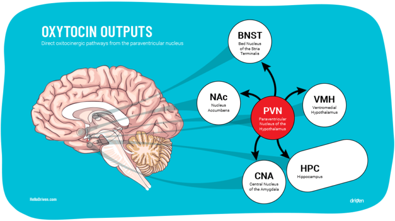 How Oxytocin Builds Resilience Driven