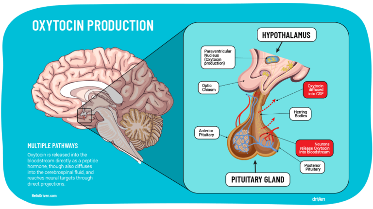 All You Need Is Love? How Oxytocin Builds Resilience - Driven App