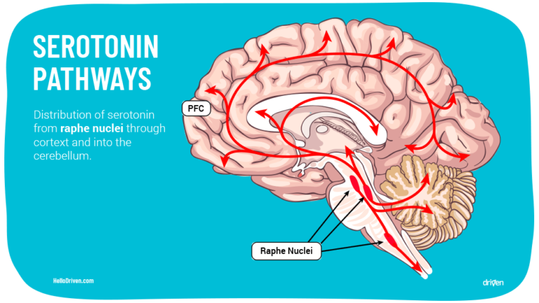 Serotonin And Its Unusual Role In The Brain Driven