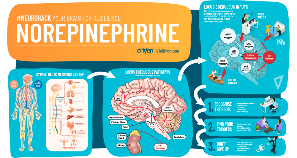 norepinephrine in the brain