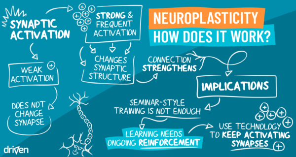 How Neuroplasticity Changes The Brain - Driven