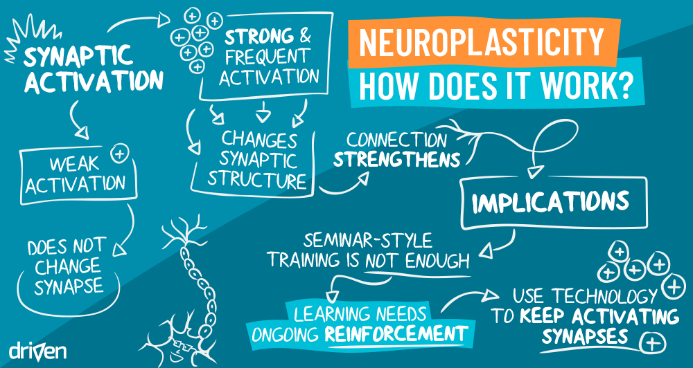 How Neuroplasticity Changes The Brain - Driven